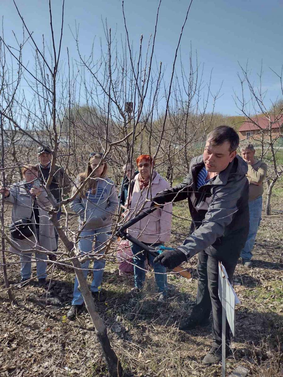 Ученые вуза провели семинар по формированию и обрезке деревьев